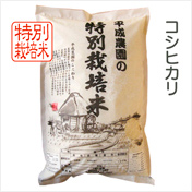 コシヒカリ